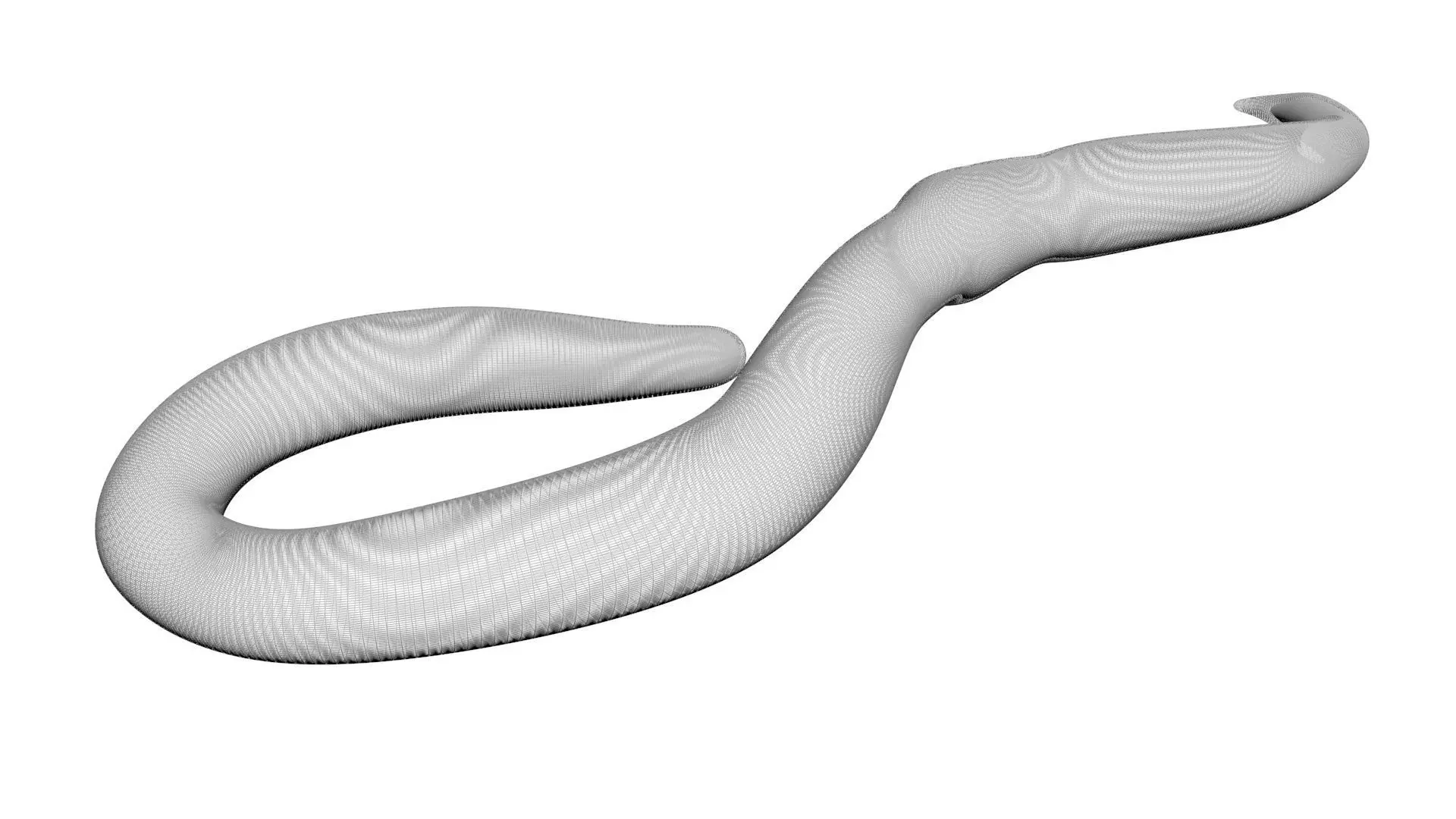 Earthworm 3D model_19