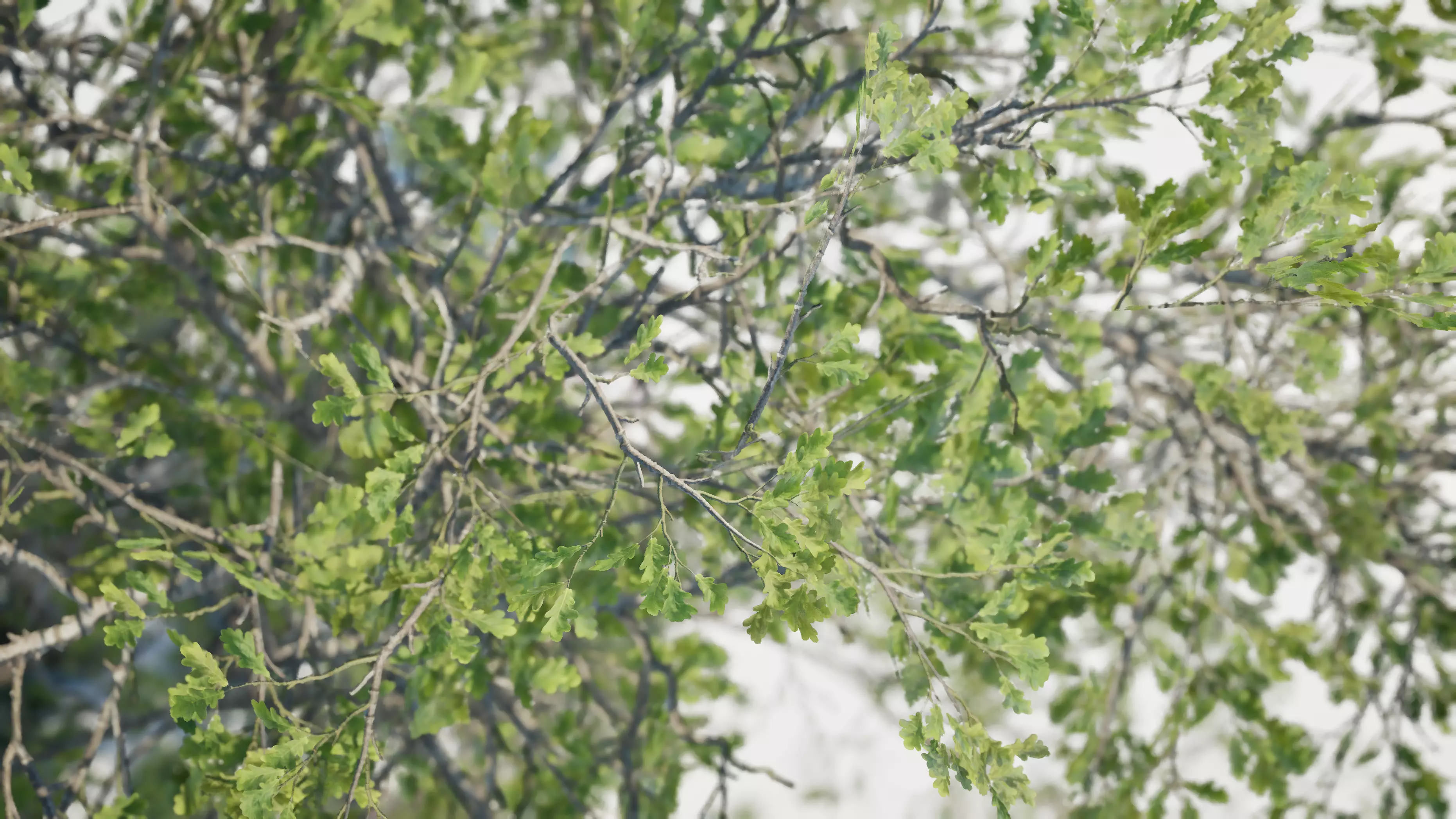 Game ready tree set - UE5 Low-poly 3D model_5