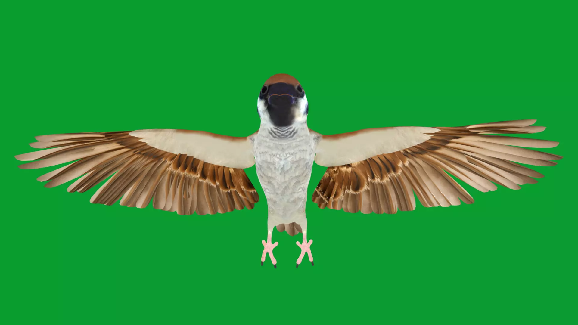 Asian House Sparrow Bird Low-poly 3D model_28