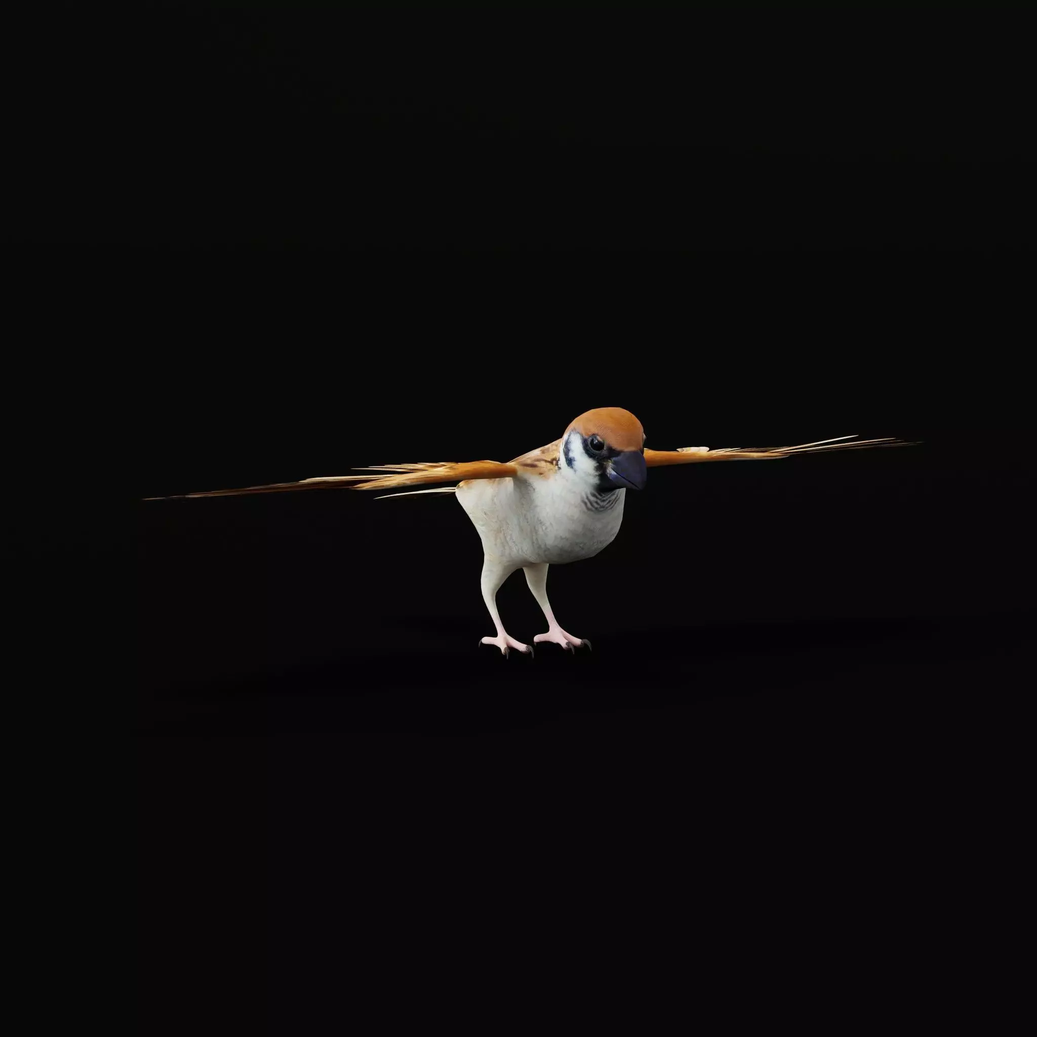 Asian House Sparrow Bird Low-poly 3D model_51