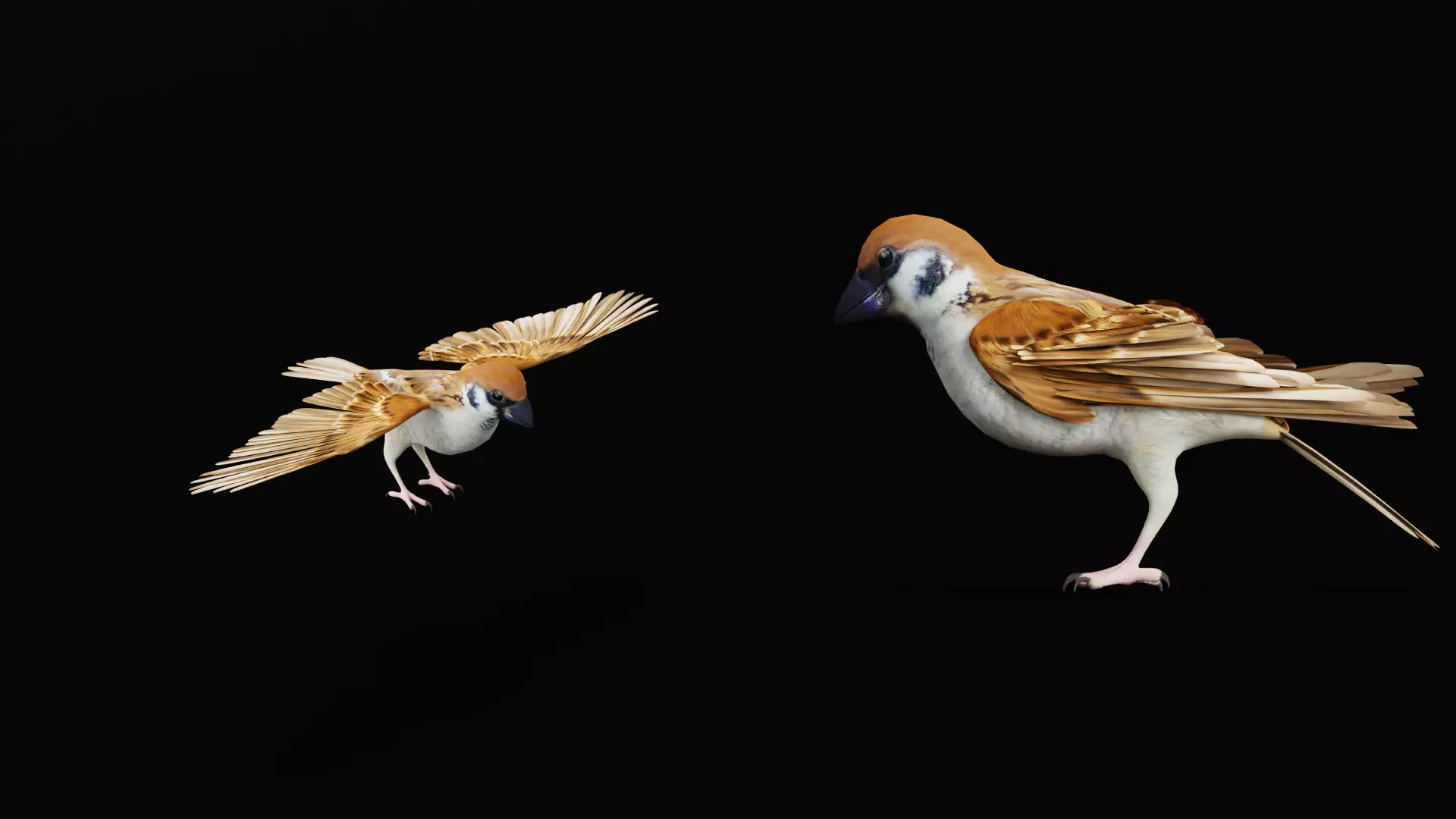 Asian House Sparrow Bird Low-poly 3D model_35