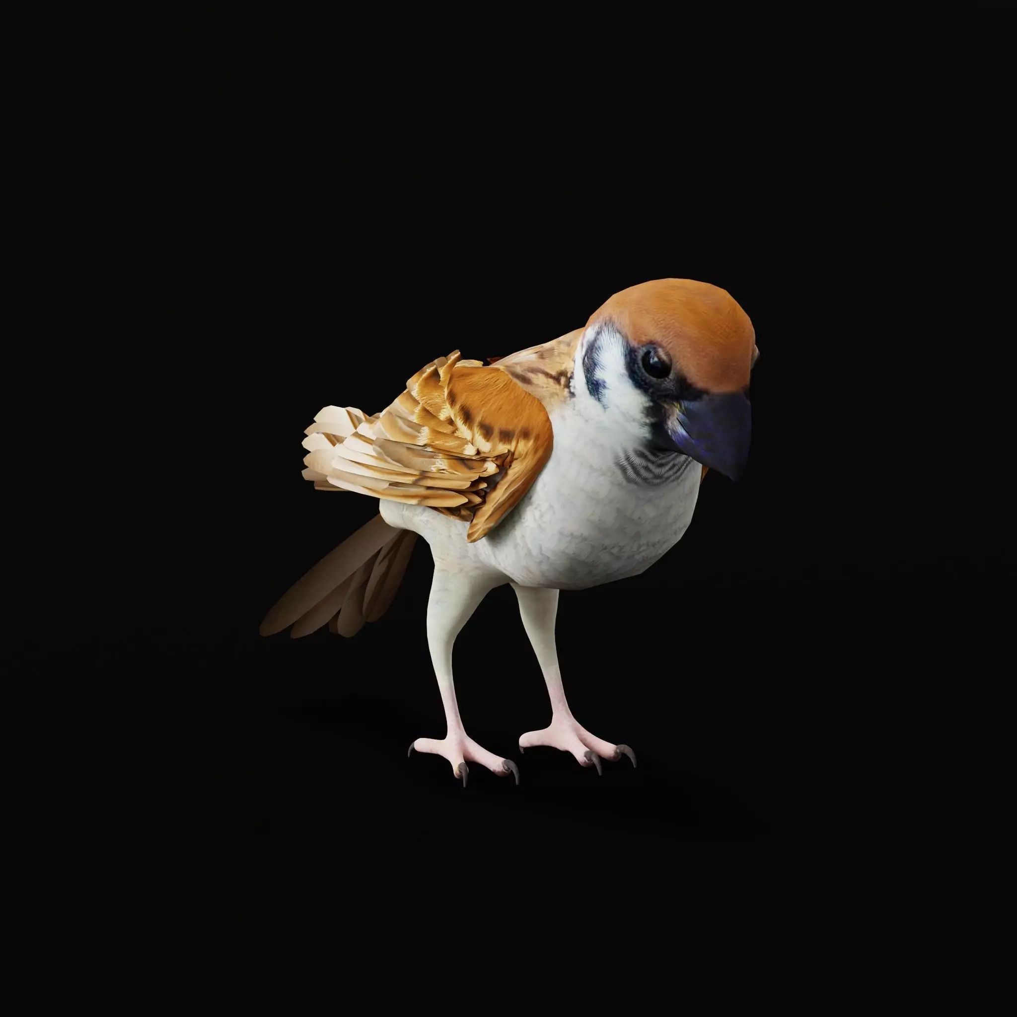 Asian House Sparrow Bird Low-poly 3D model_56