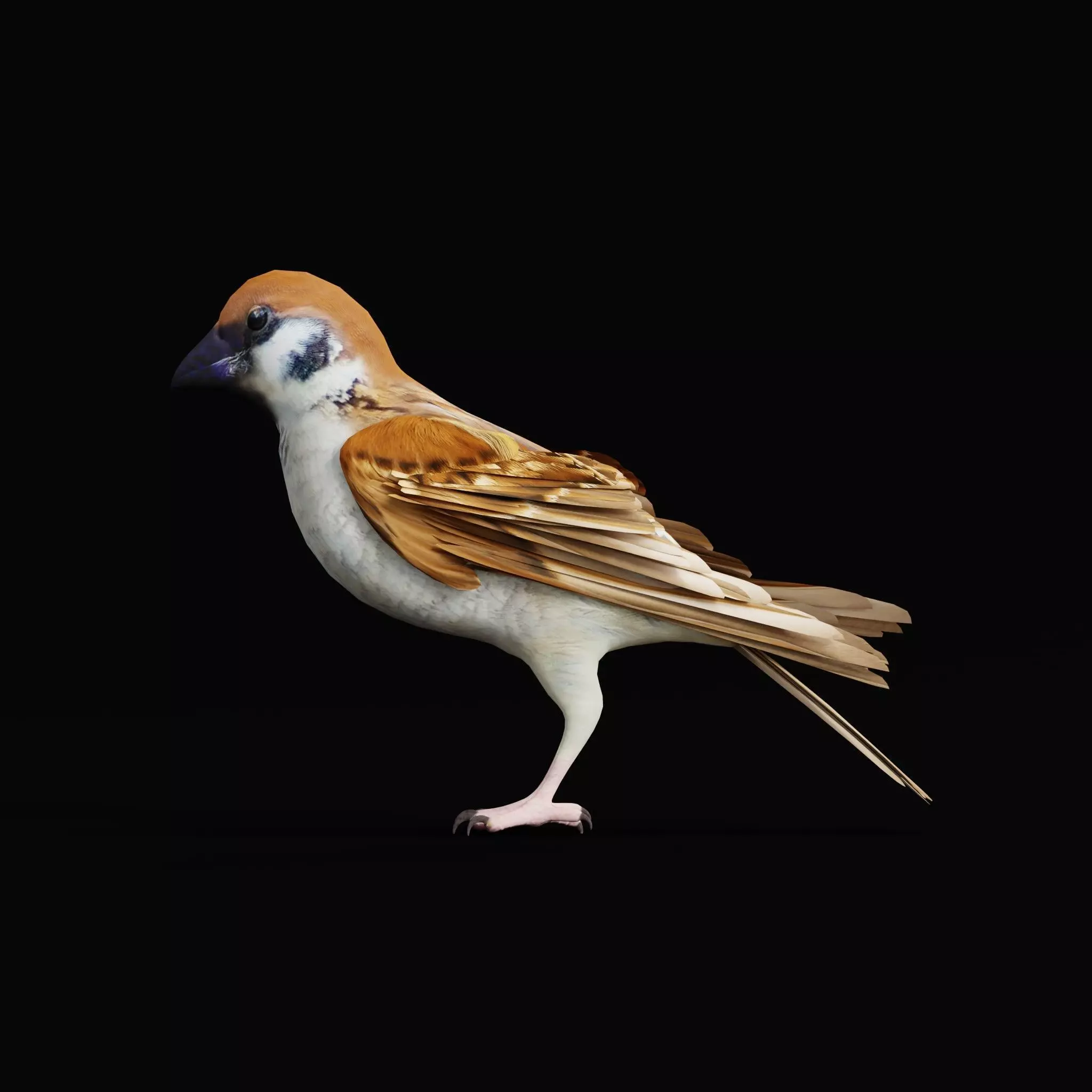 Asian House Sparrow Bird Low-poly 3D model_47