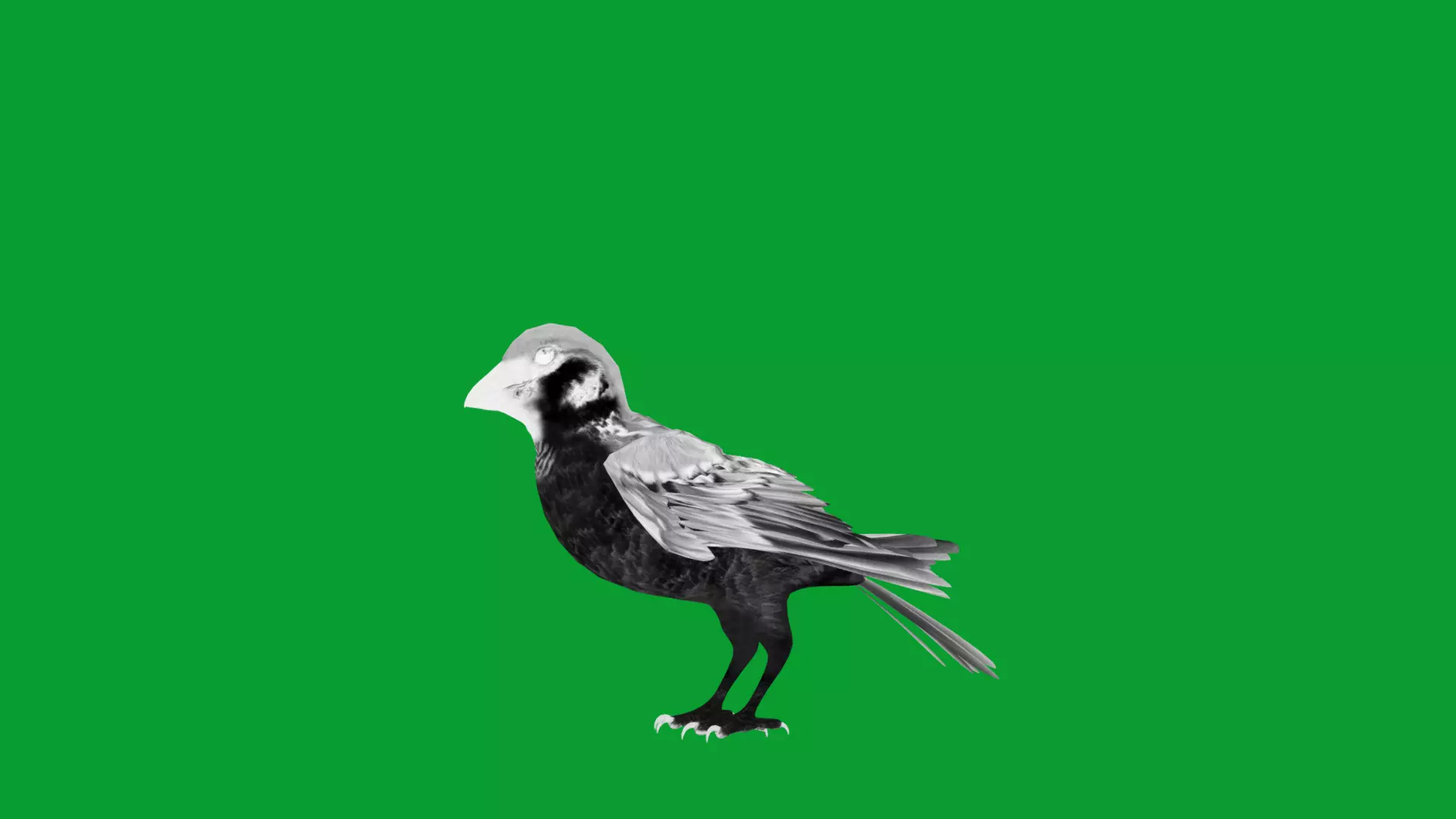 Asian House Sparrow Bird Low-poly 3D model_12