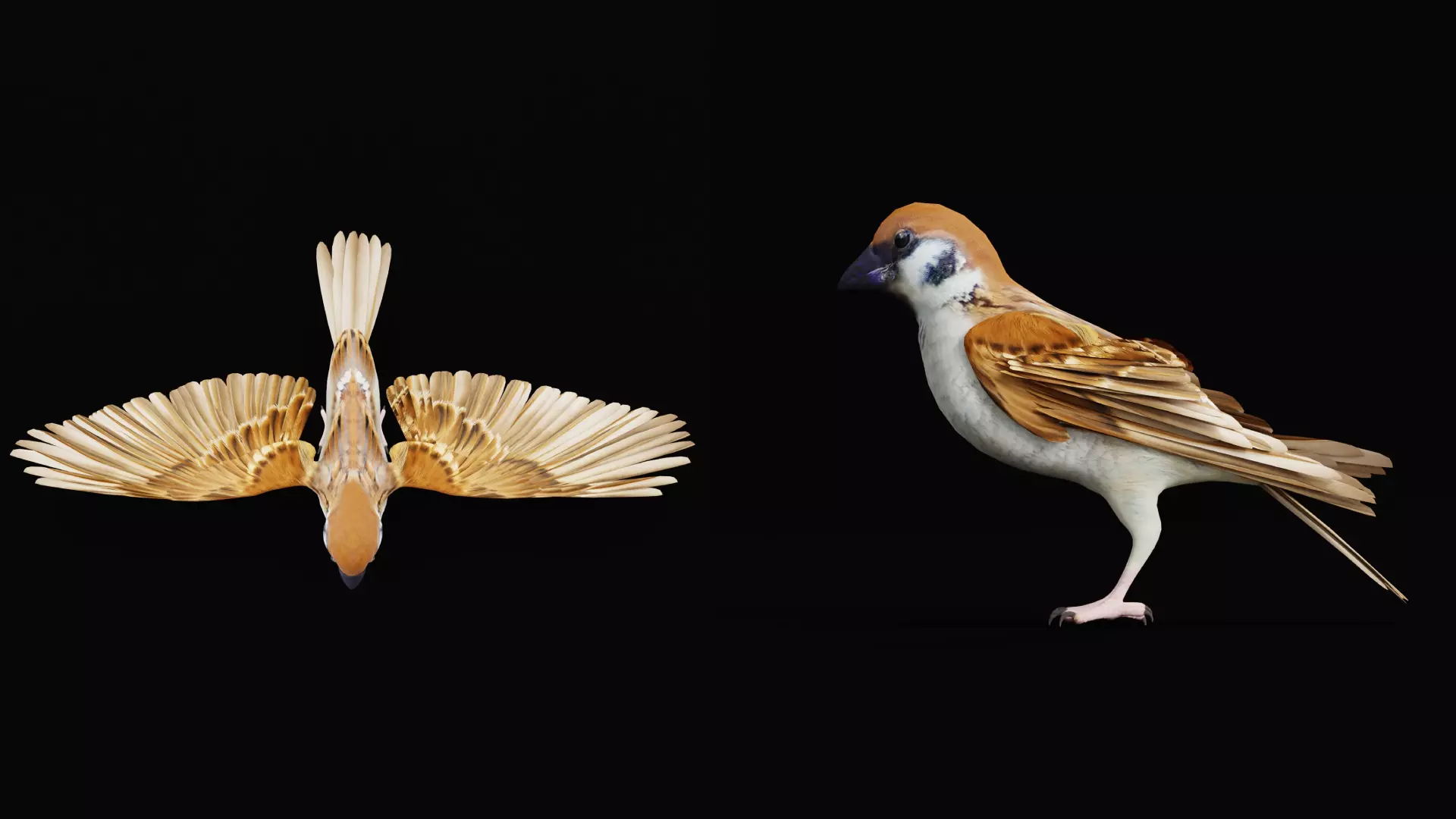 Asian House Sparrow Bird Low-poly 3D model_31