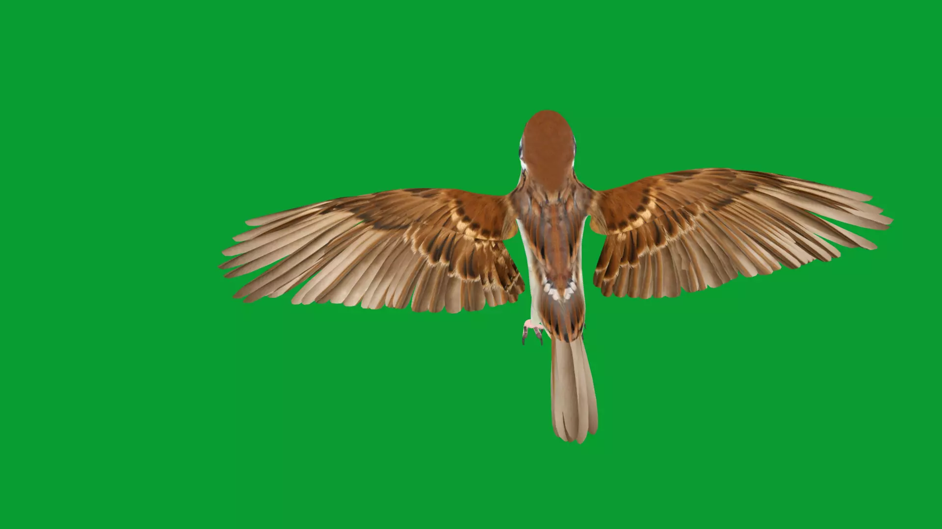 Asian House Sparrow Bird Low-poly 3D model_34