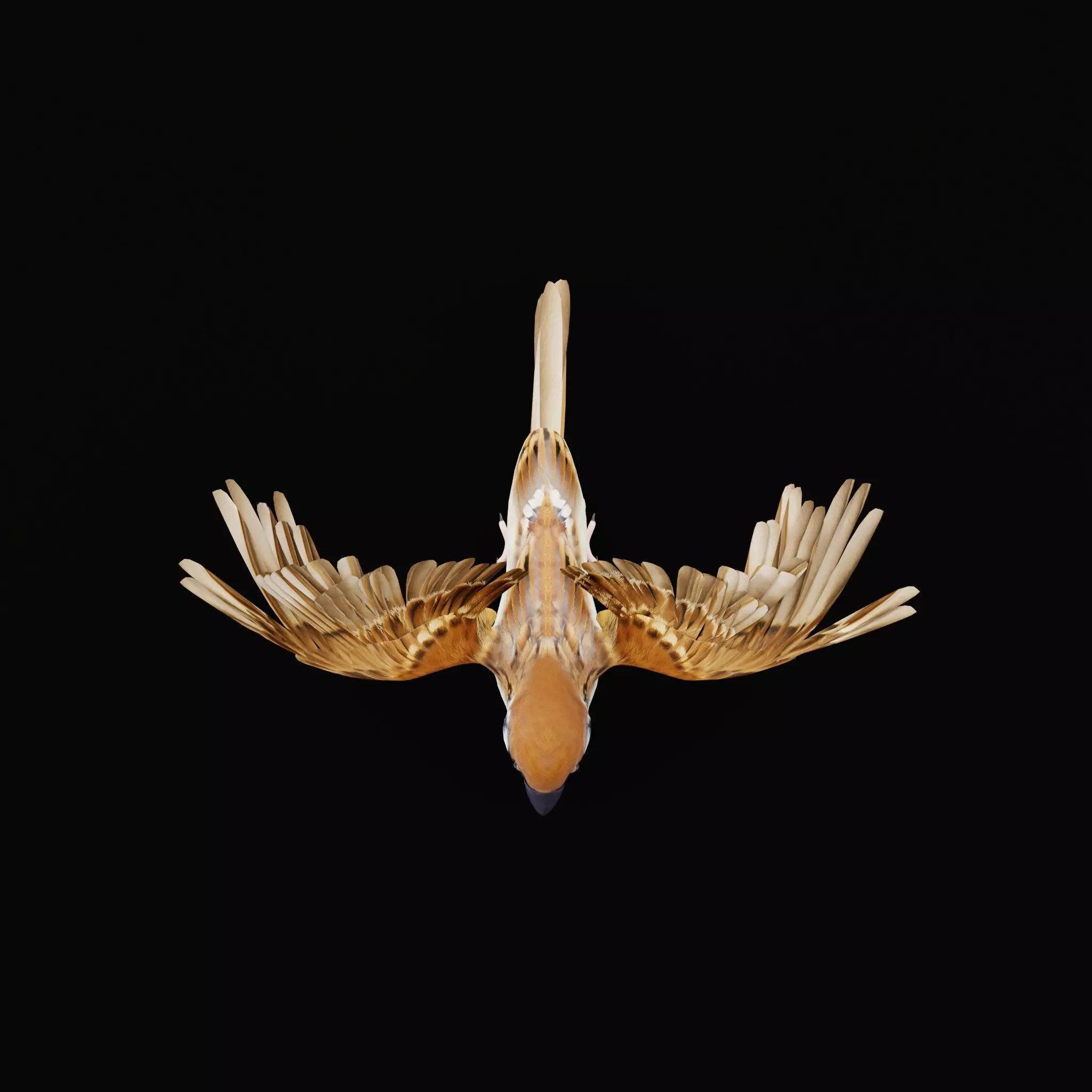 Asian House Sparrow Bird Low-poly 3D model_54