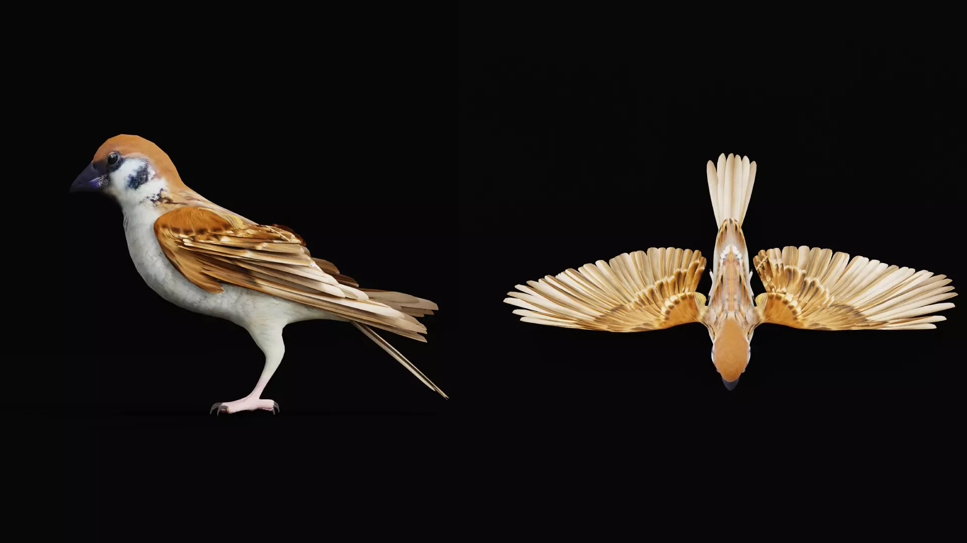 Asian House Sparrow Bird Low-poly 3D model_6