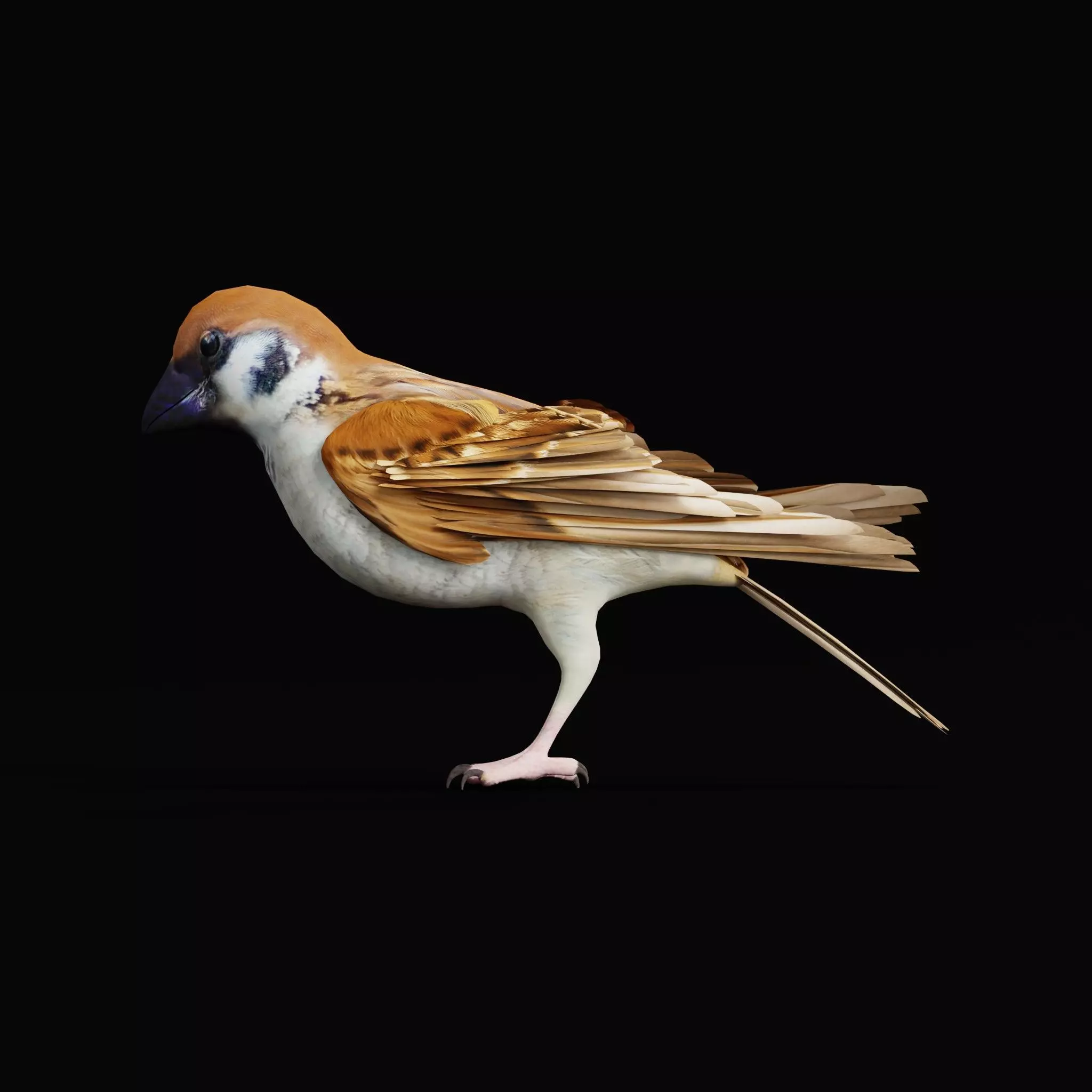 Asian House Sparrow Bird Low-poly 3D model_58