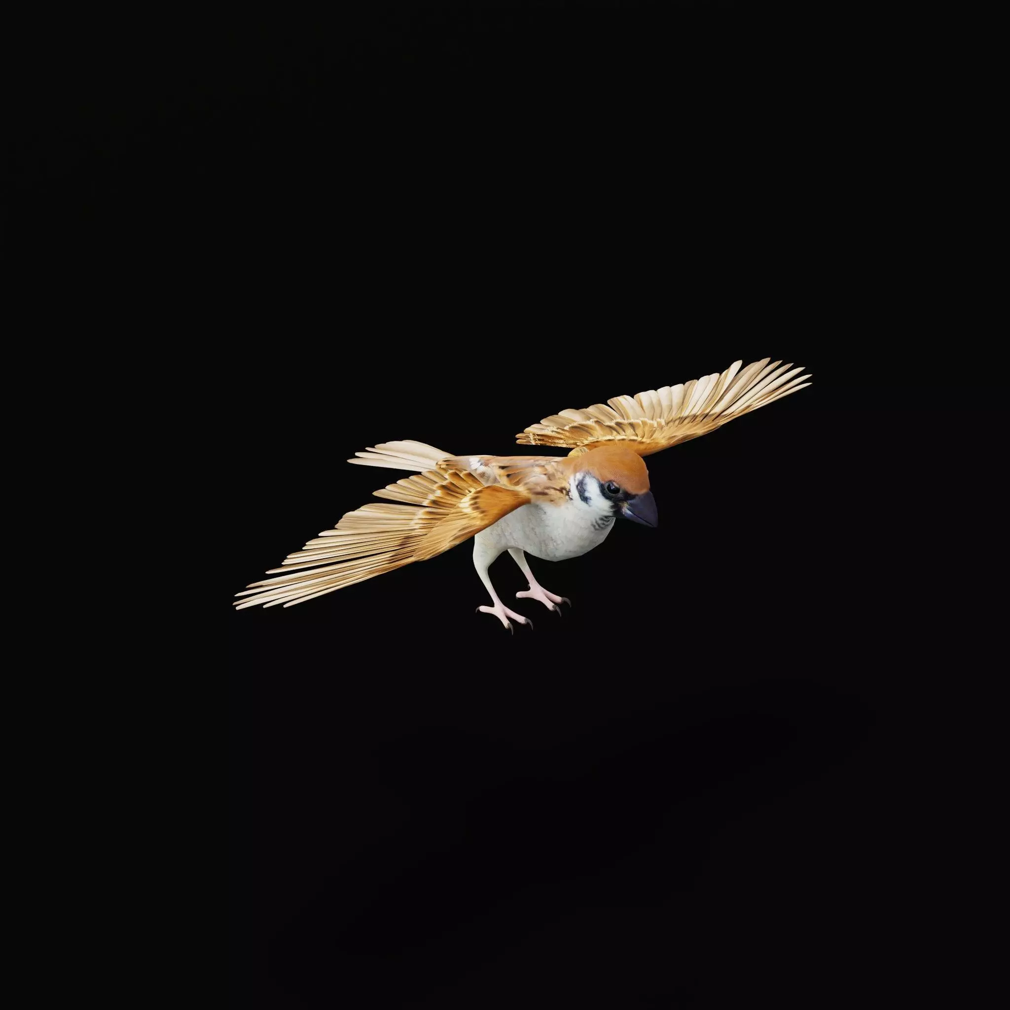 Asian House Sparrow Bird Low-poly 3D model_52