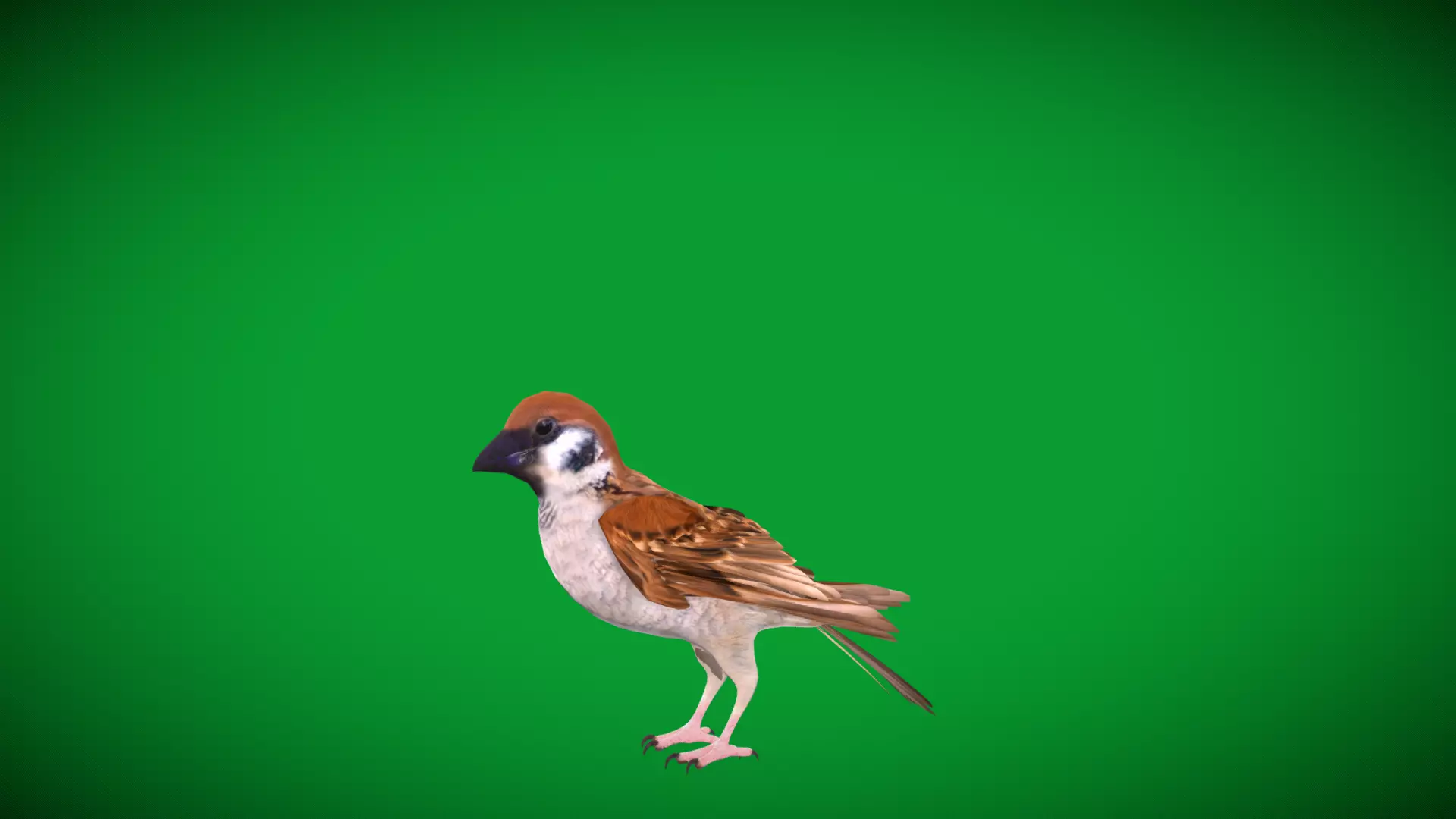 Asian House Sparrow Bird Low-poly 3D model_7