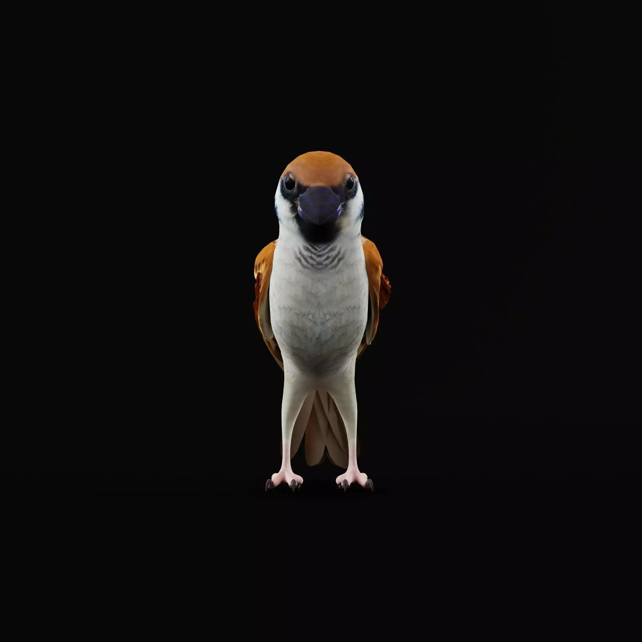 Asian House Sparrow Bird Low-poly 3D model_49
