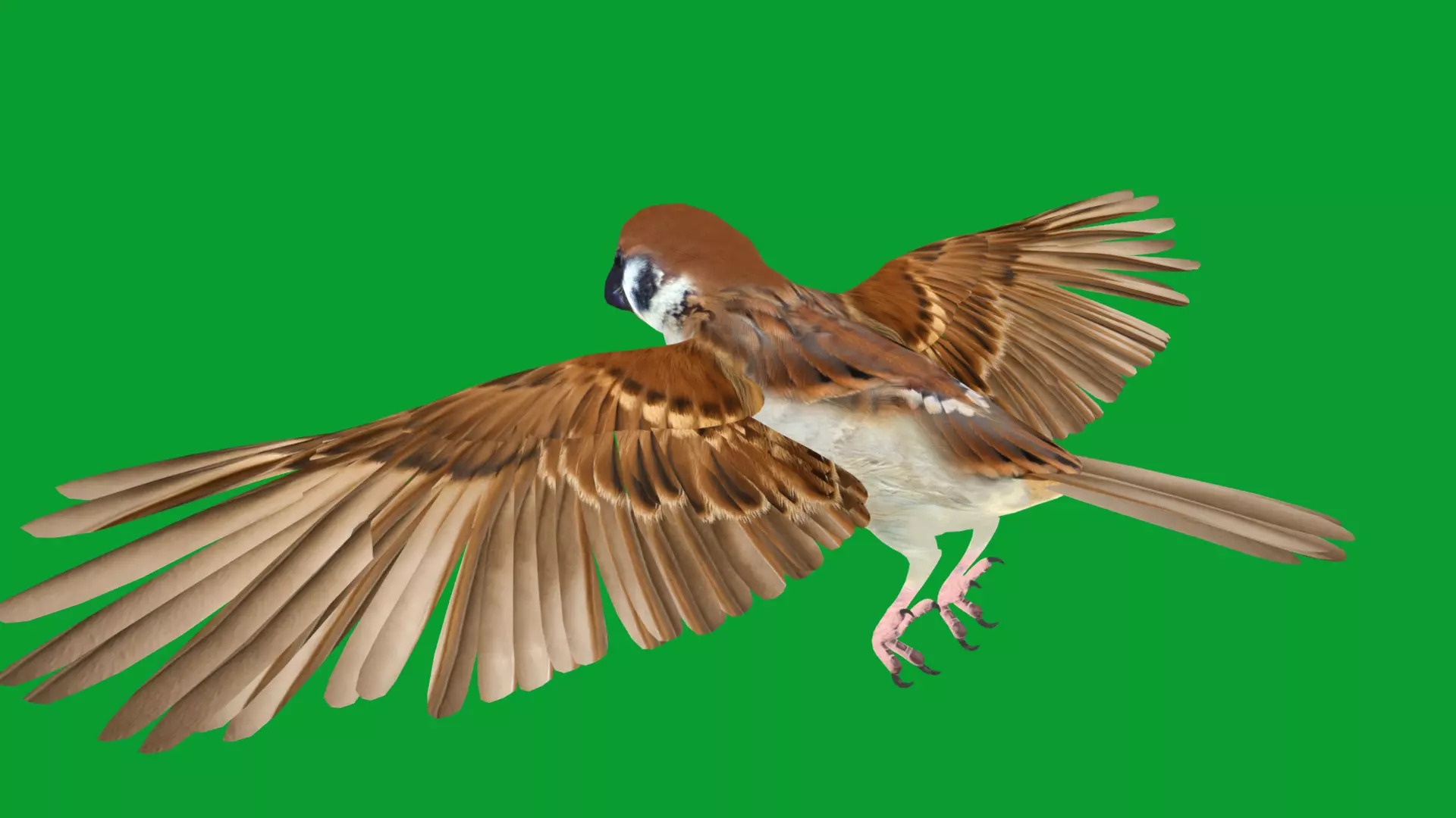 Asian House Sparrow Bird Low-poly 3D model_30