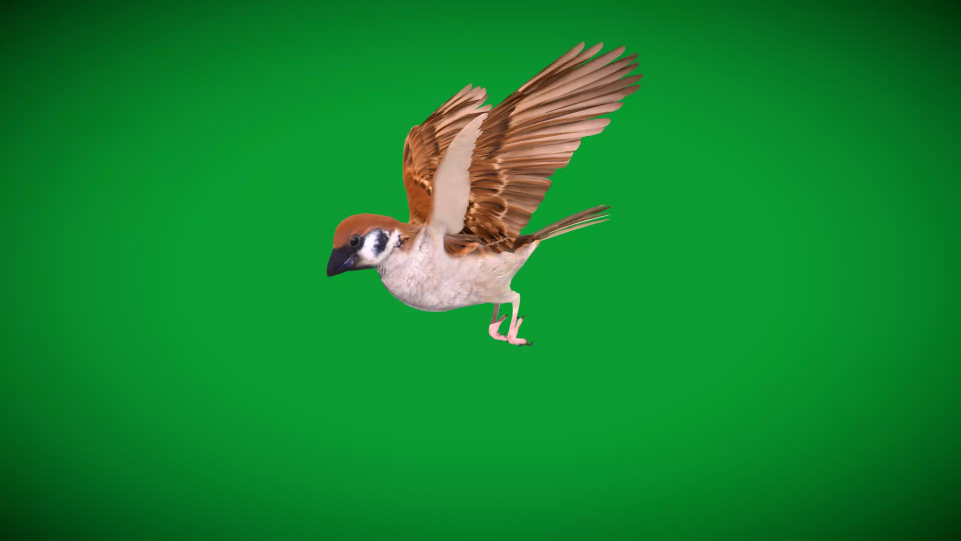 Asian House Sparrow Bird Low-poly 3D model_29