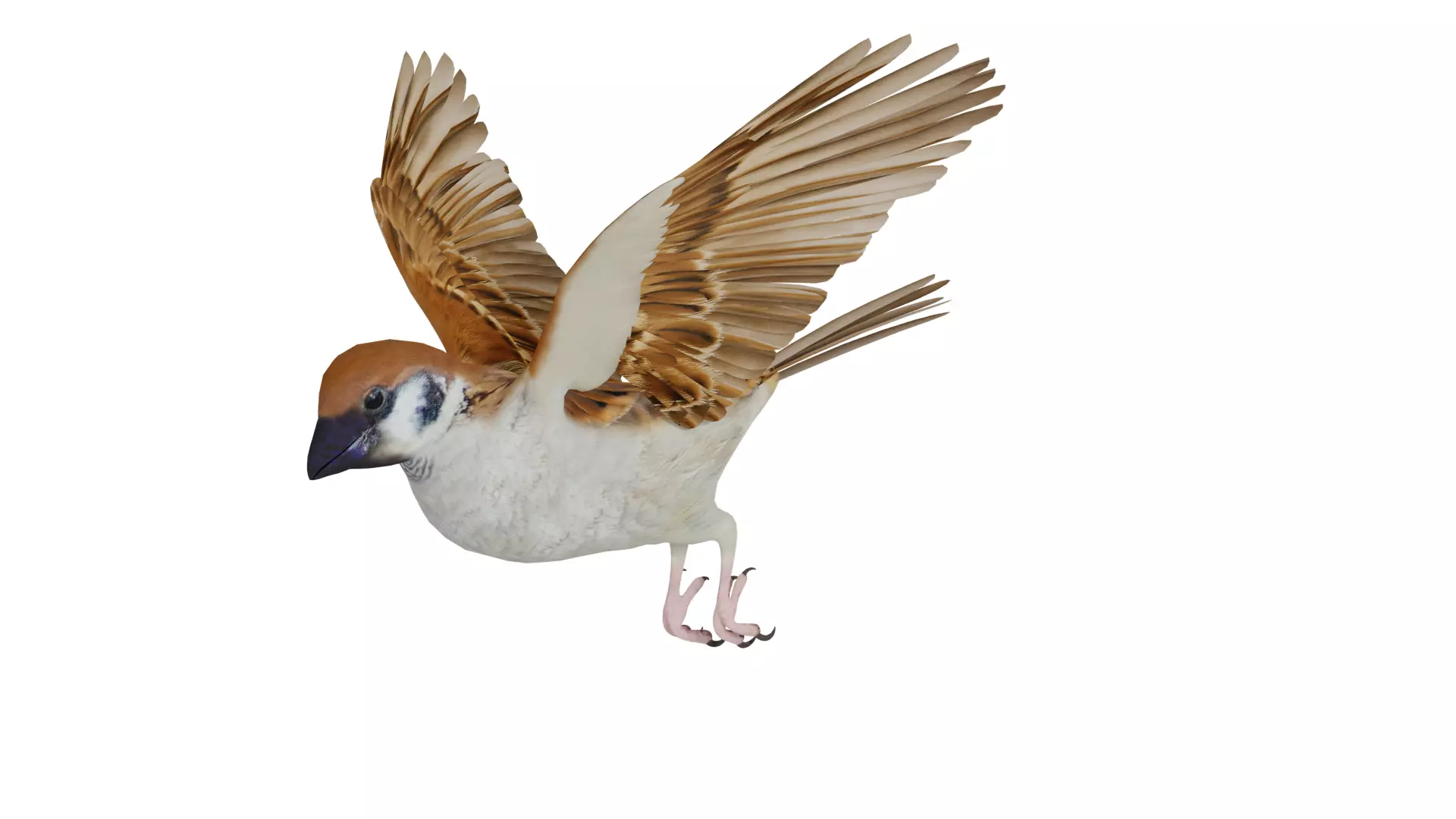 Asian House Sparrow Bird Low-poly 3D model_40