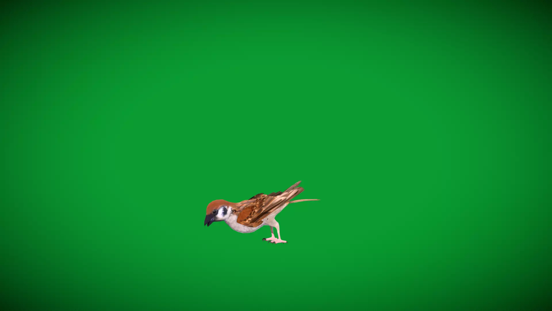 Asian House Sparrow Bird Low-poly 3D model_37