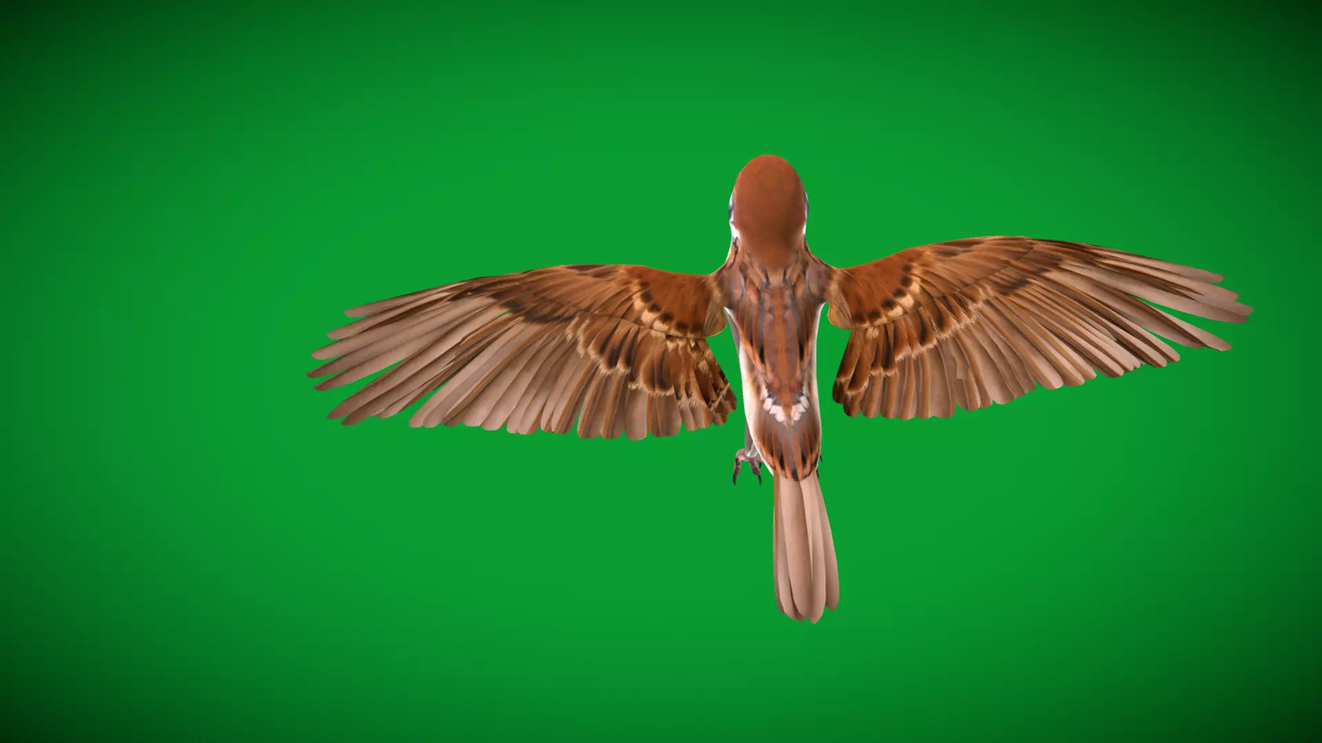 Asian House Sparrow Bird Low-poly 3D model_9