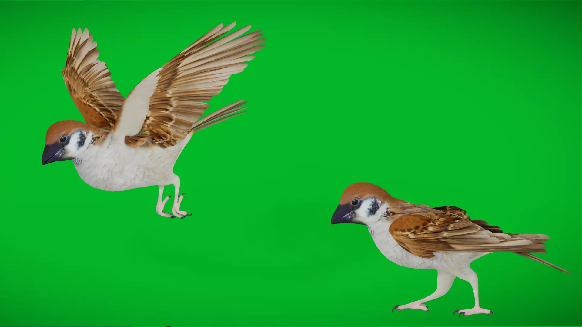 Asian House Sparrow Bird Low-poly 3D model_0