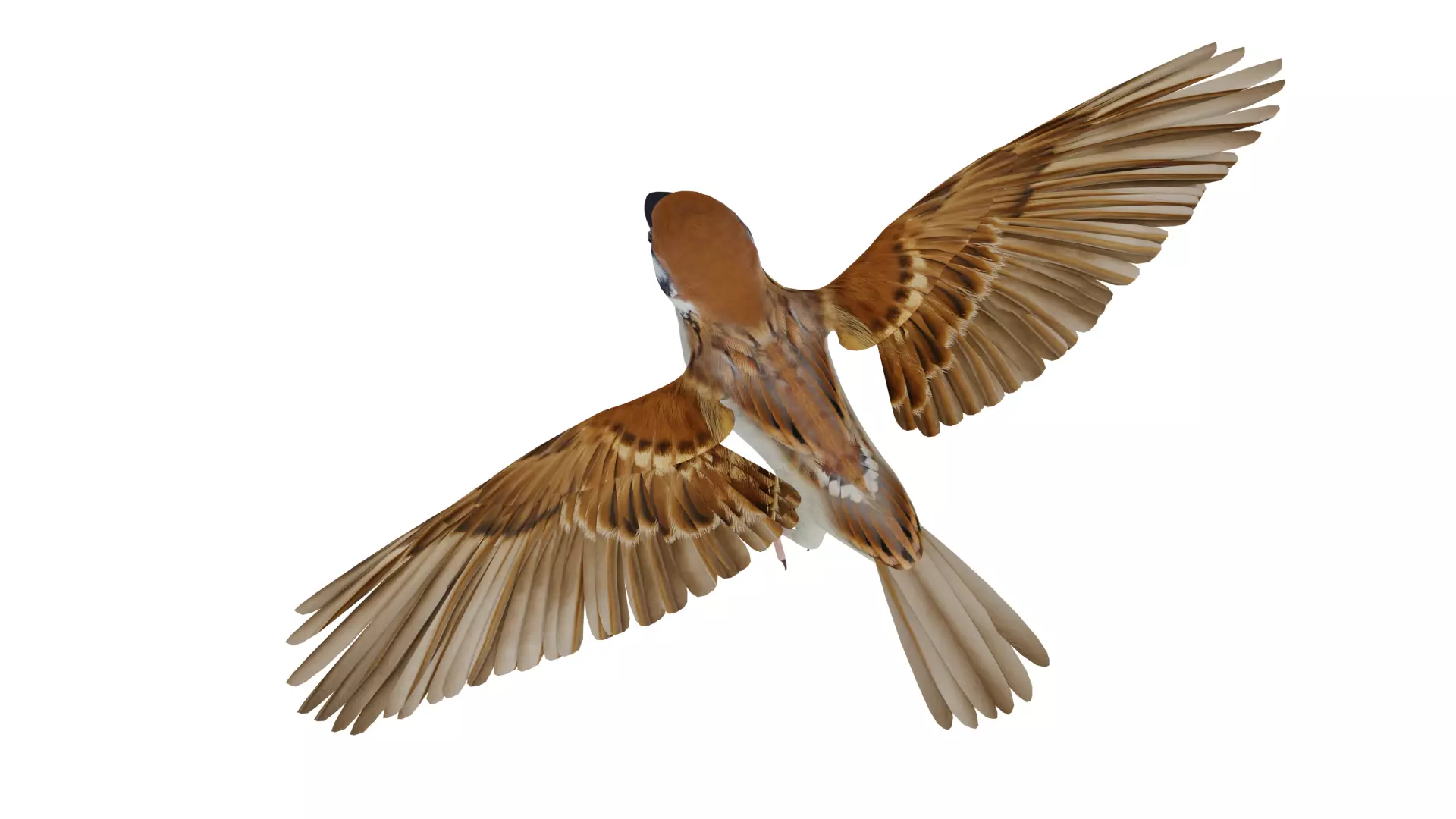 Asian House Sparrow Bird Low-poly 3D model_41