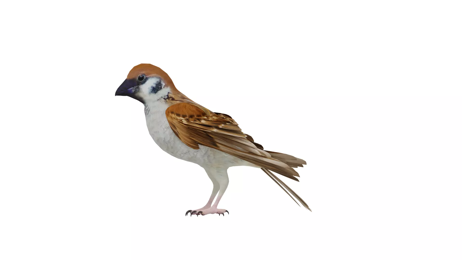 Asian House Sparrow Bird Low-poly 3D model_39