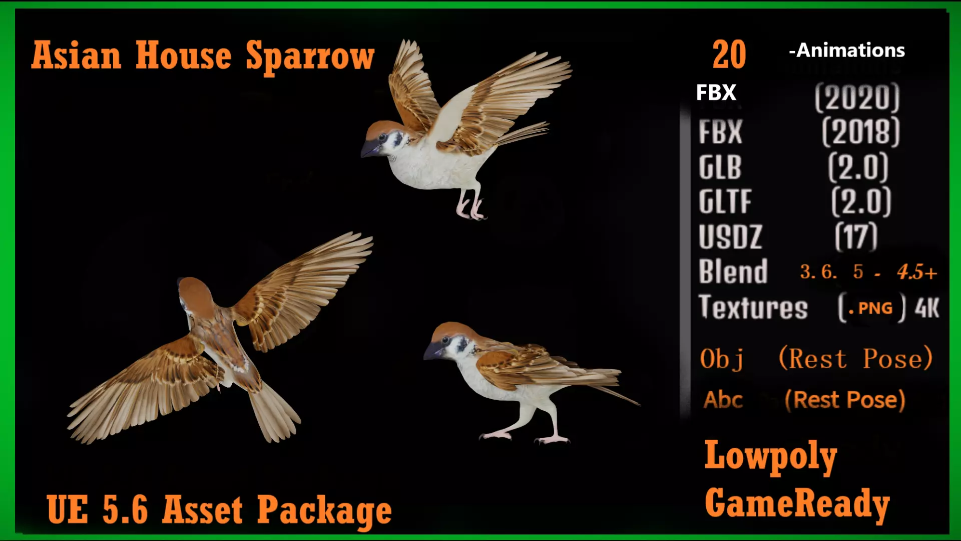 Asian House Sparrow Bird Low-poly 3D model_3