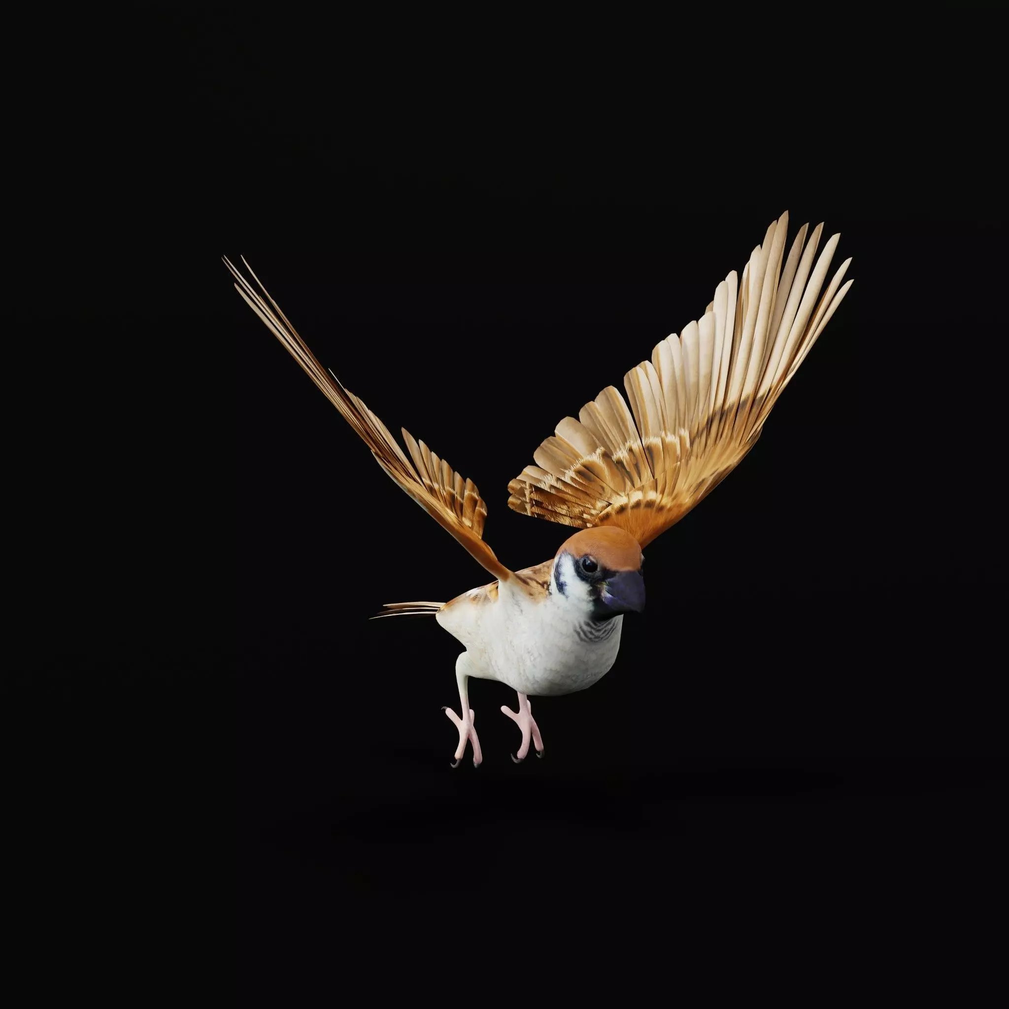 Asian House Sparrow Bird Low-poly 3D model_55