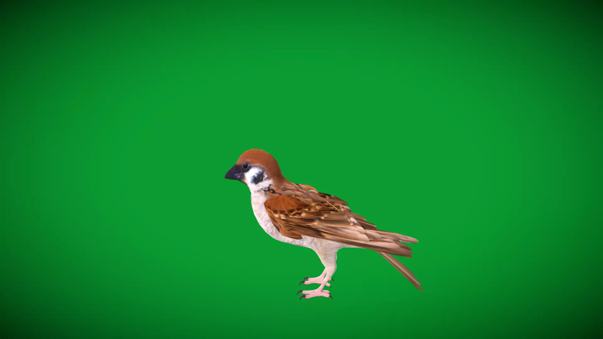 Asian House Sparrow Bird Low-poly 3D model_18