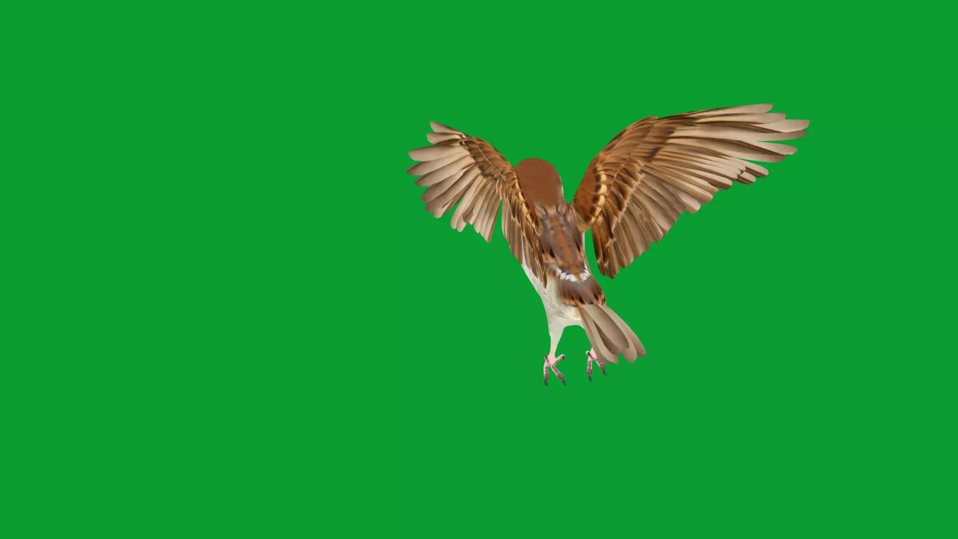 Asian House Sparrow Bird Low-poly 3D model_33