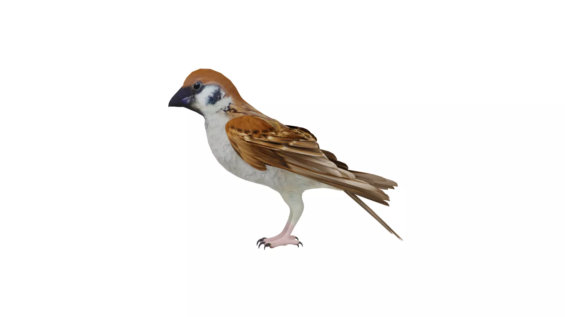 Asian House Sparrow Bird Low-poly 3D model_38