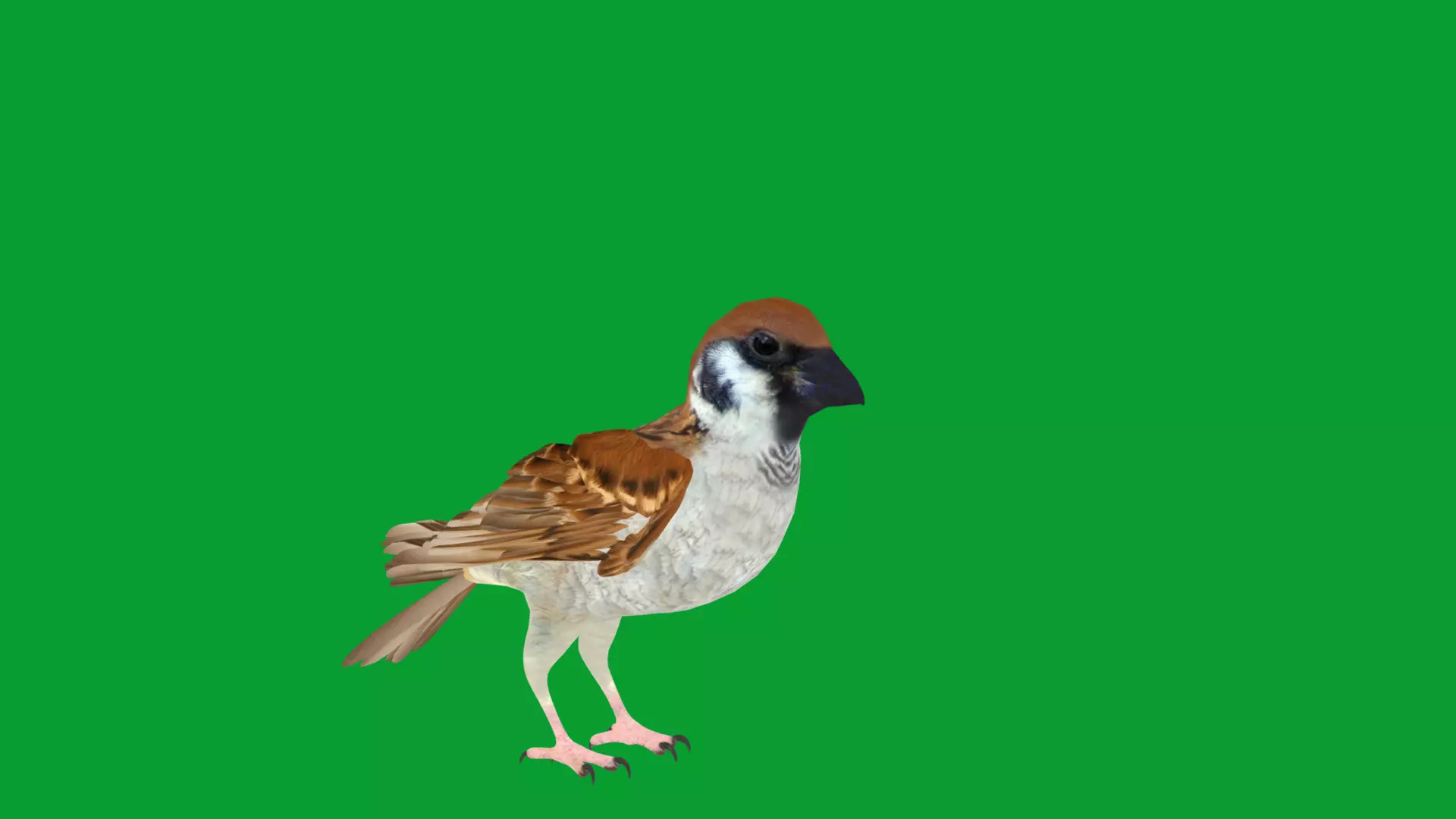 Asian House Sparrow Bird Low-poly 3D model_13
