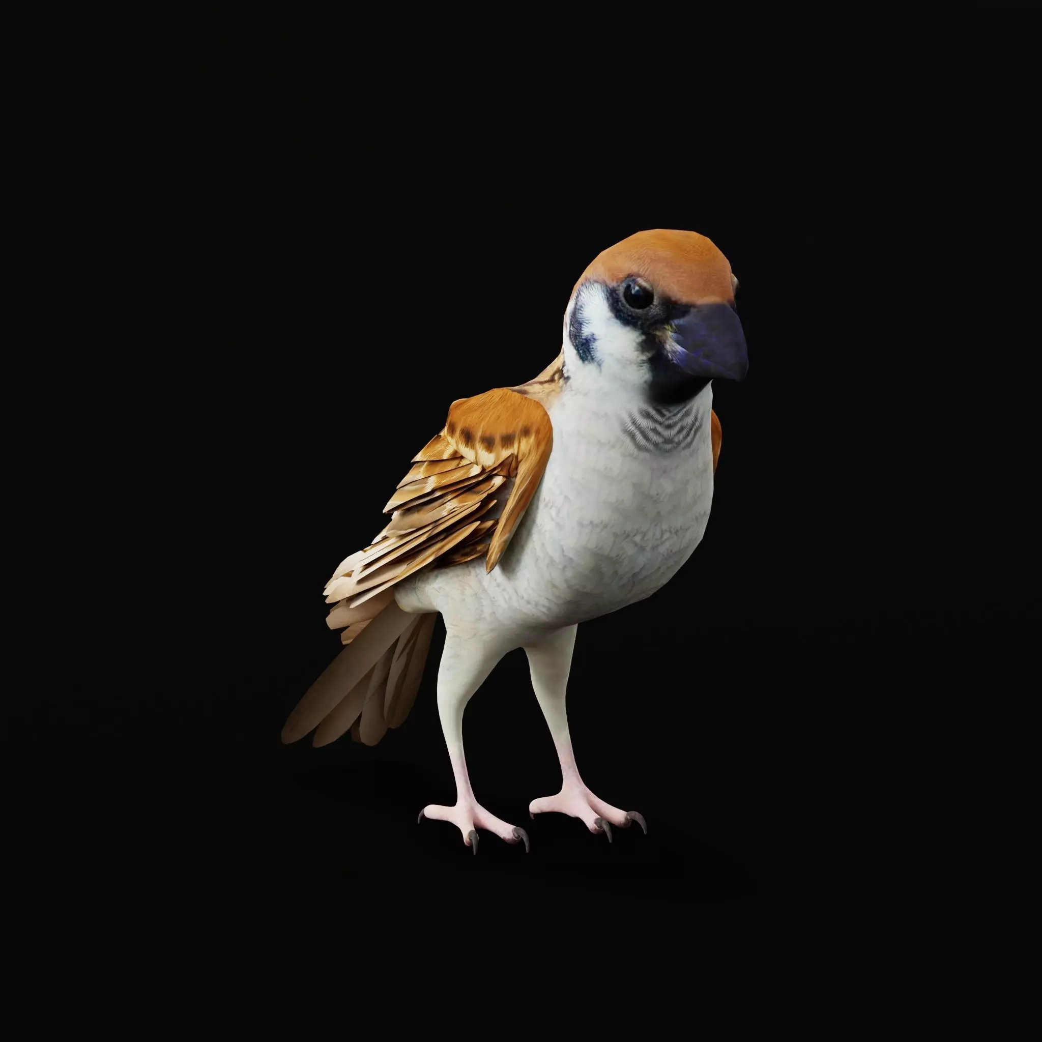 Asian House Sparrow Bird Low-poly 3D model_50