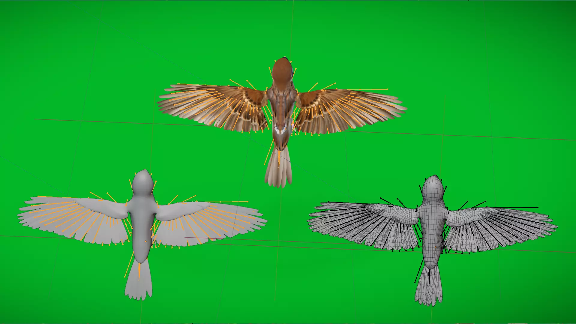 Asian House Sparrow Bird Low-poly 3D model_5