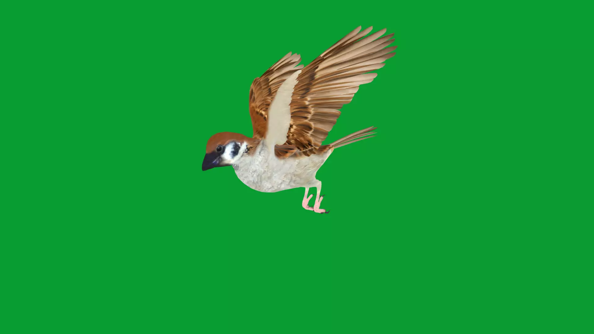 Asian House Sparrow Bird Low-poly 3D model_32