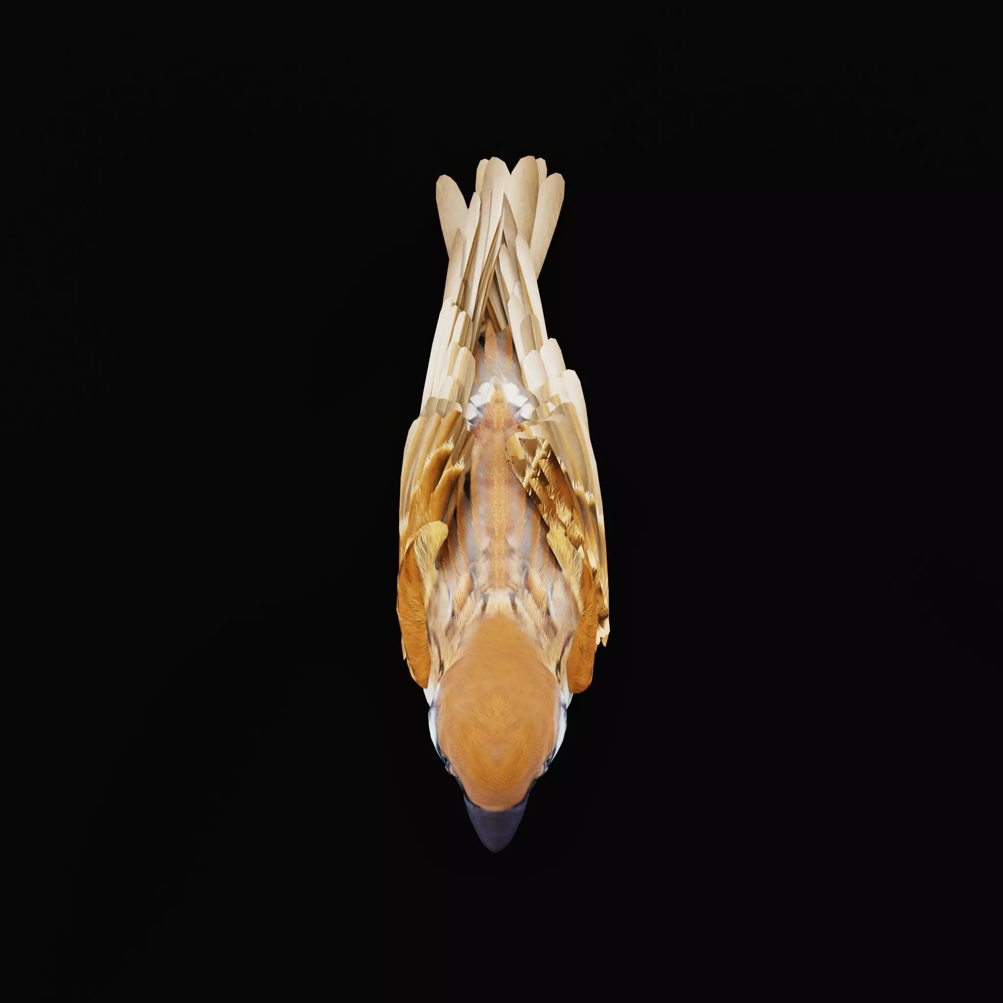 Asian House Sparrow Bird Low-poly 3D model_48