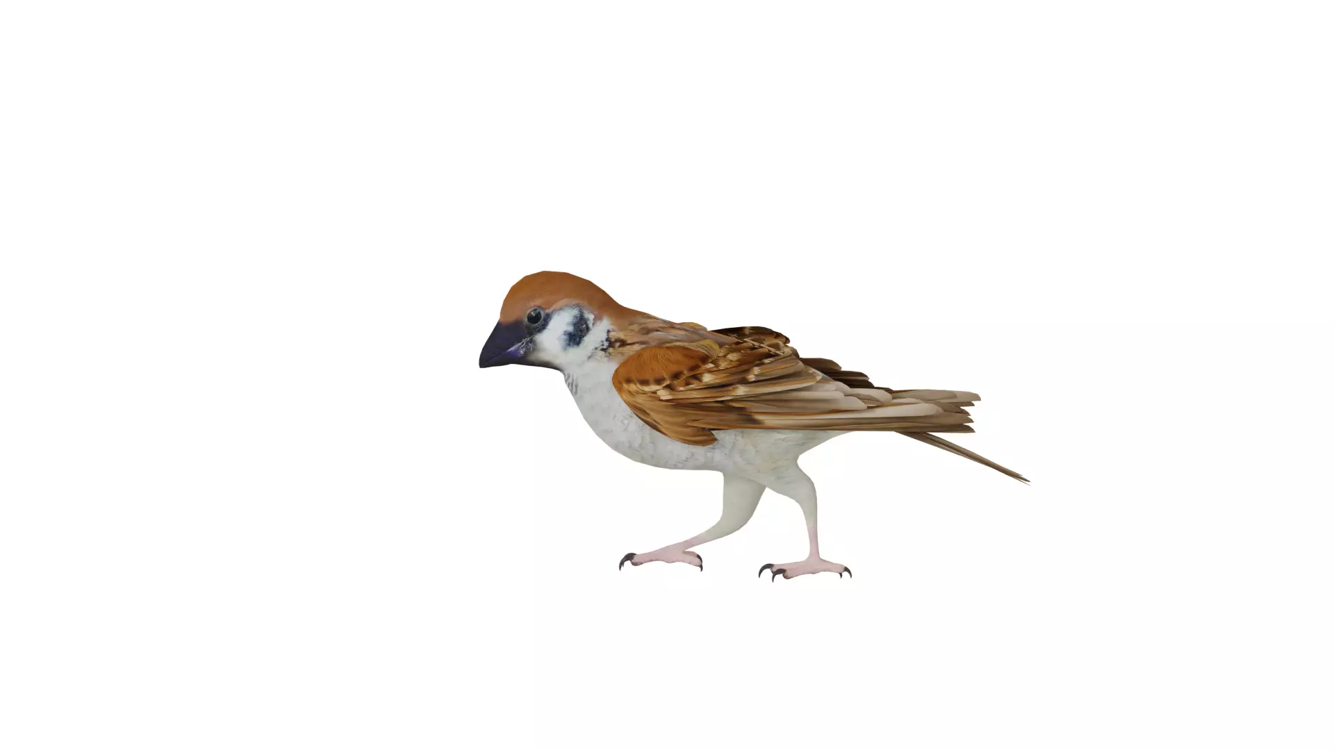Asian House Sparrow Bird Low-poly 3D model_42