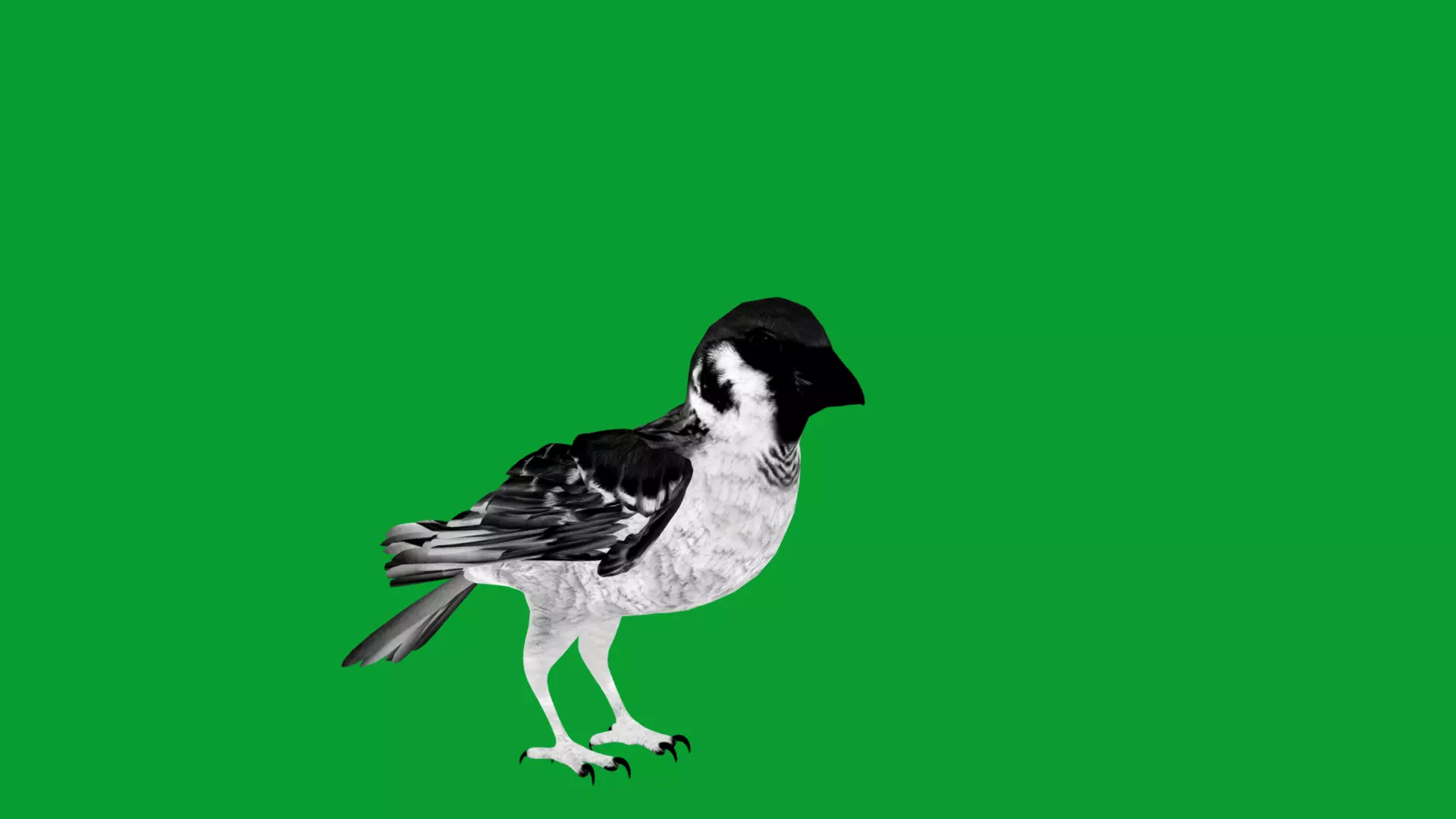 Asian House Sparrow Bird Low-poly 3D model_14