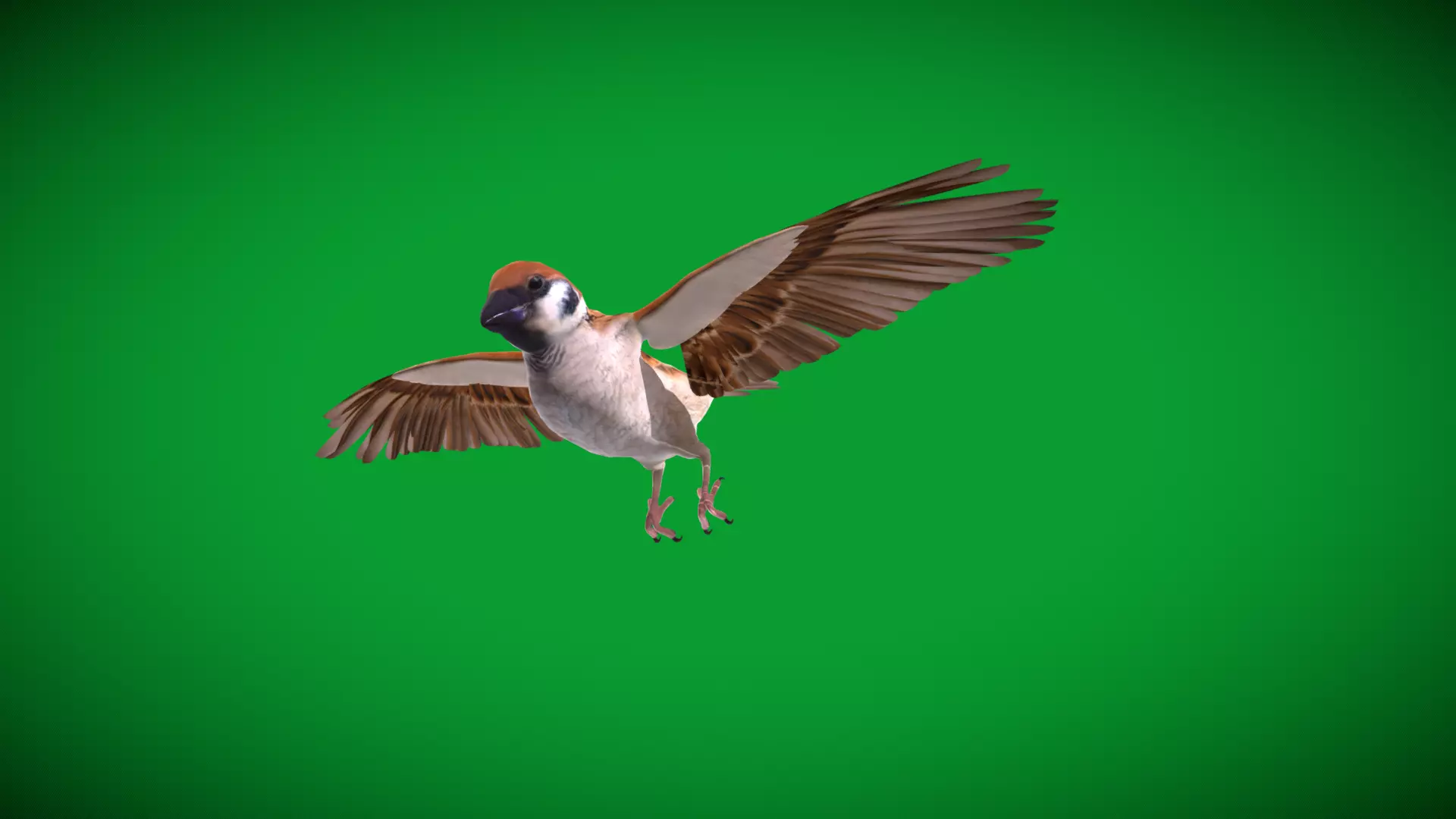Asian House Sparrow Bird Low-poly 3D model_10