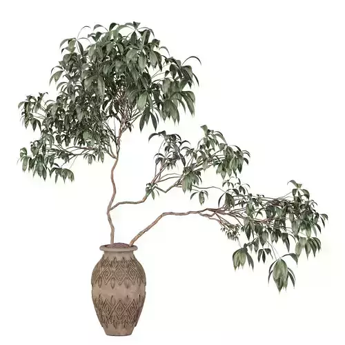 Tree in clay pot