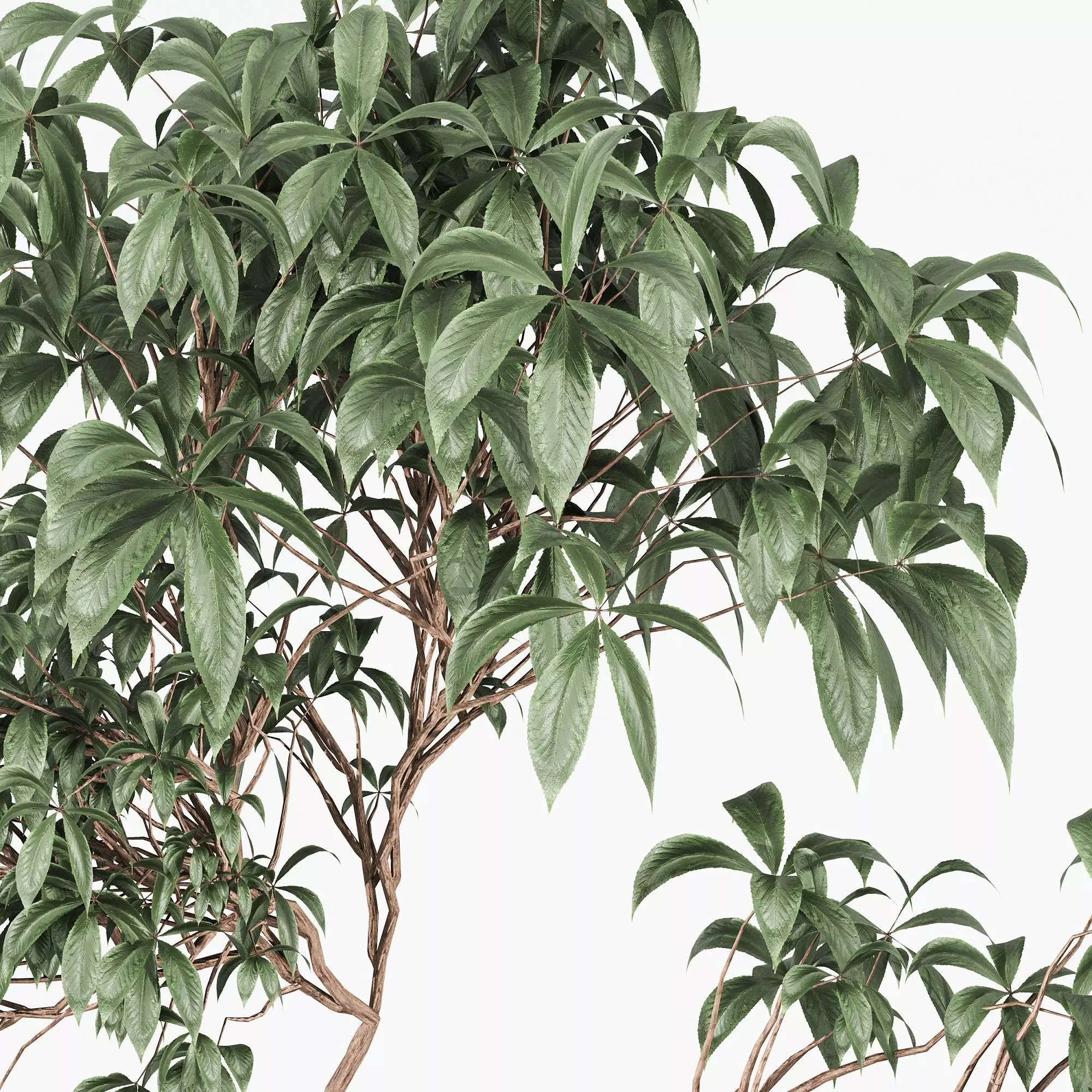 Tree in clay pot 3D model_3