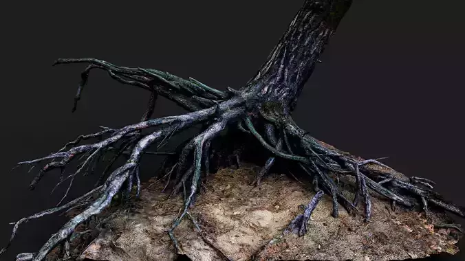 pine tree wide roots PBR photogrammetry