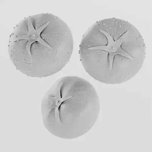 Tomato Low-poly 3D model 7