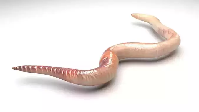 Earthworm