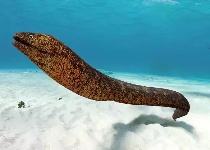 Realistic Moray Eel Animated