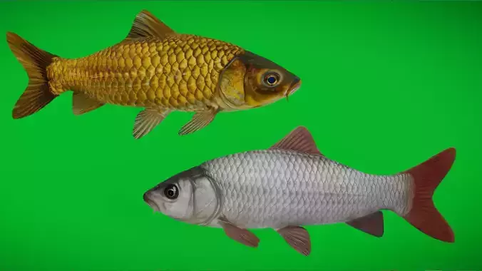 Asian Carp Fishes Low-poly 3D model
