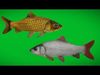 Asian Carp Fishes Low-poly 3D model_1