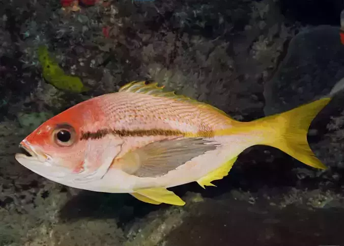 Realistic Spotstripe Snapper Animated 3D model