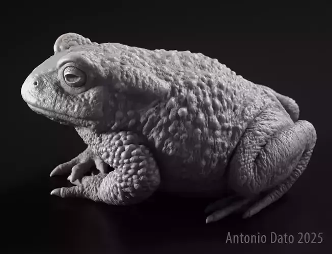 Common Toad Bufo Bufo Printable 3D Model 3D print model