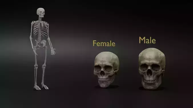 man and female skull for 3D print Low-poly 3D model