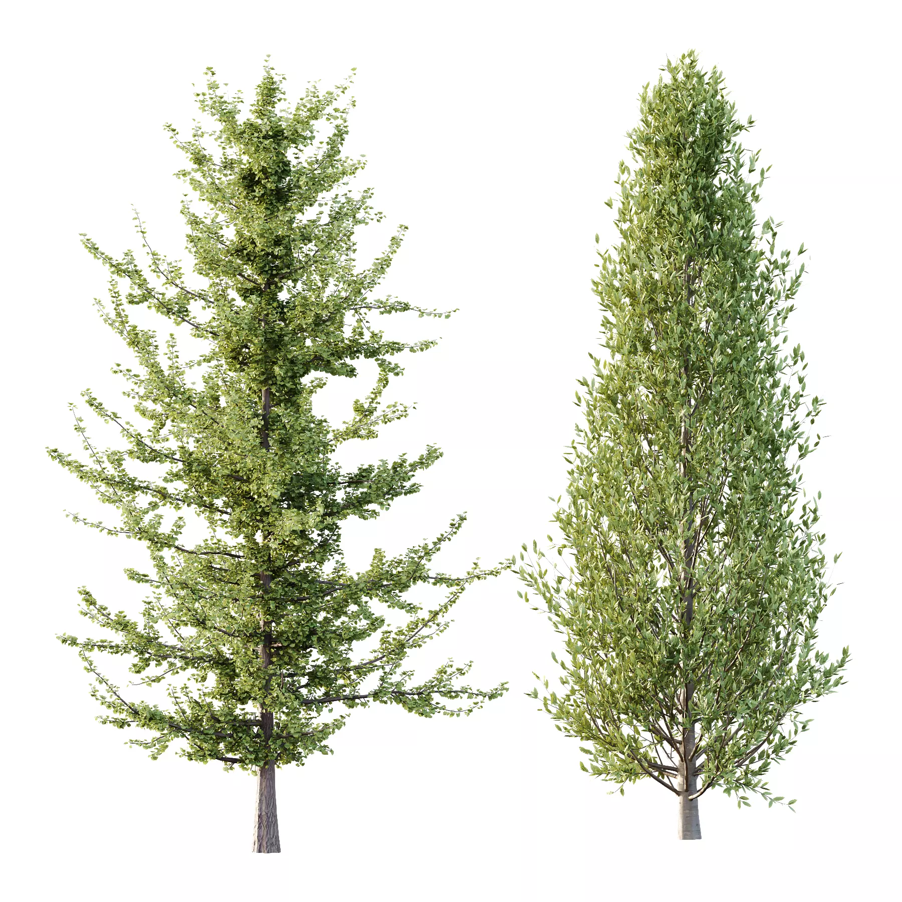 Different Trees 44 3D model_0