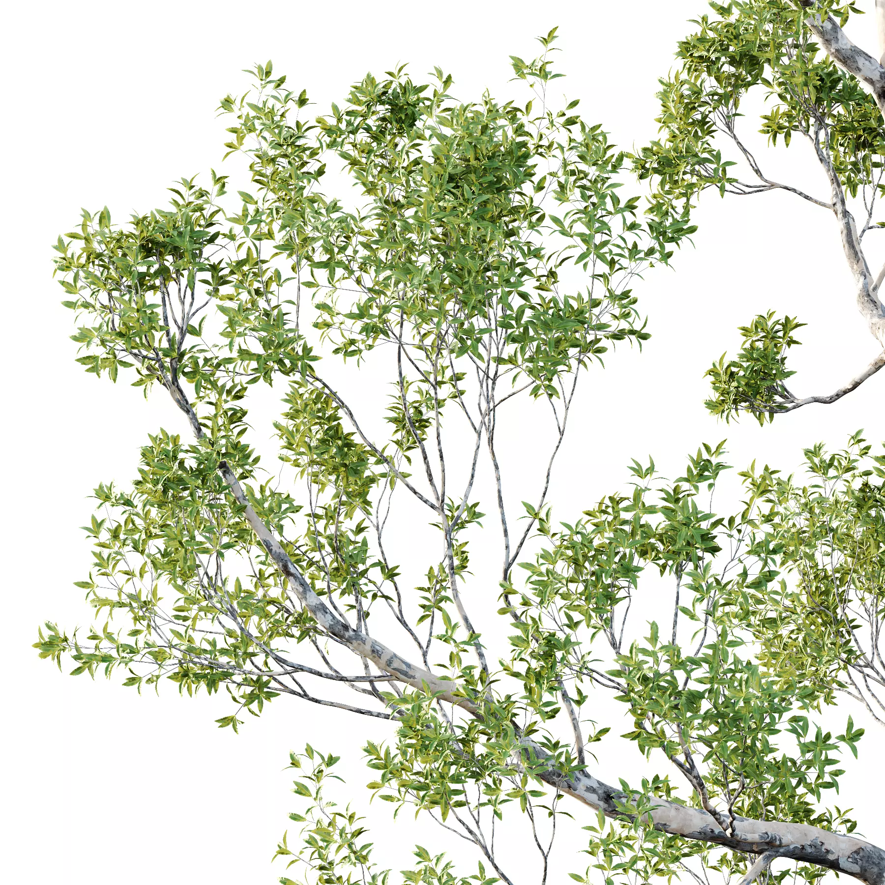 Different Trees 45 3D model_3